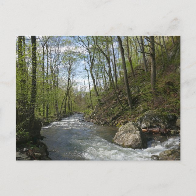 Cedar Springa vid White Oak Canyon Vykort (Framsida)