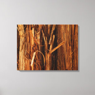 Cedar Texturerad träbark Canvastryck