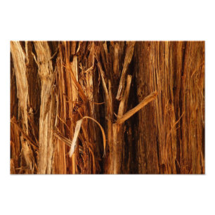 Cedar Texturerad träbark Fototryck