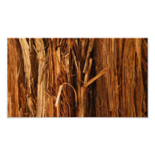 Cedar Texturerad träbark Fototryck