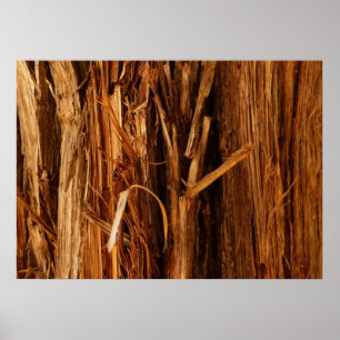 Cedar Texturerad träbark Poster