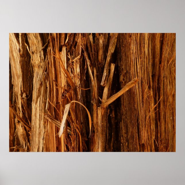 Cedar Texturerad träbark Poster (Framsidan)