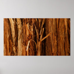 Cedar Texturerad träbark Poster
