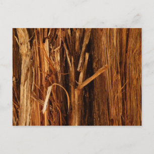 Cedar Texturerad träbark Vykort