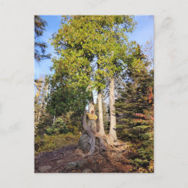 Cedar Throne Tettegouche Minnesota vykort