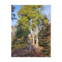 Cedar Throne Tettegouche Minnesota vykort