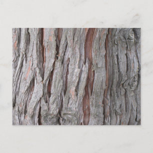 Cedar träd bark struktur vykort