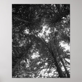 Cedar Träd Black and White Natature Forest Poster