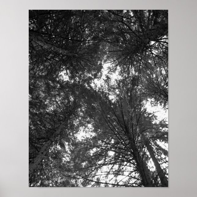 Cedar Träd Black and White Natature Forest Poster (Framsidan)