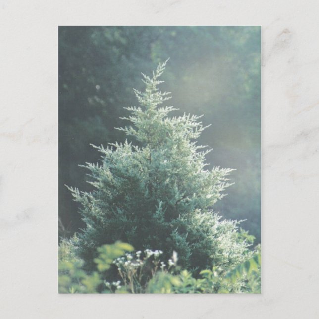 Cedar Träd vykort (Framsida)