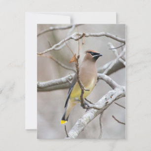Cedar Waxar Note Card Tack Kort