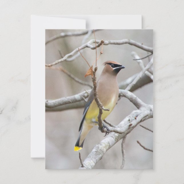 Cedar Waxar Note Card Tack Kort (Framsida)