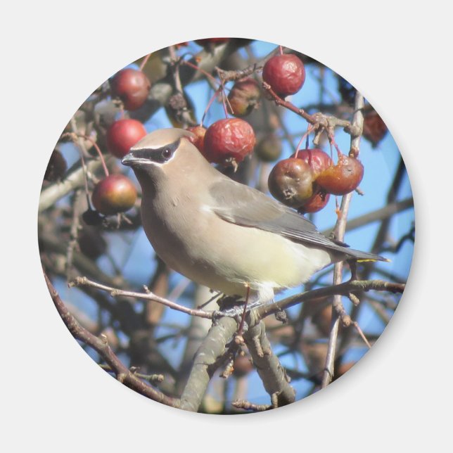 Cedar Waxelnät Magnet (Framsidan)