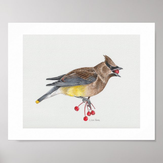 Cedar Waxwing Art Skriv ut Poster (Framsidan)