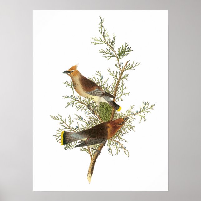 Cedar Waxwing av Audubon Poster (Framsidan)