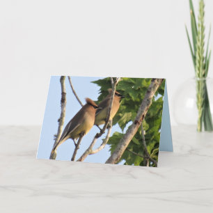 Cedar Waxwing - Backyard Bird Series - FolCard Helgkort