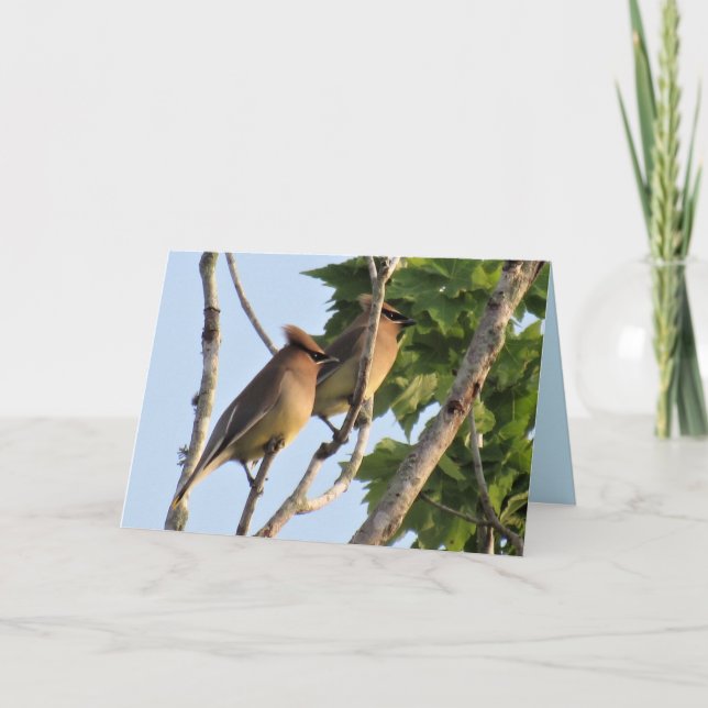 Cedar Waxwing - Backyard Bird Series - FolCard Helgkort (Framsida)