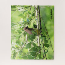 Cedar Waxwing, Bird älskare