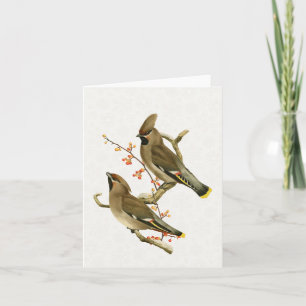 Cedar Waxwing Bird Helgdag Nature Snowflake Kort