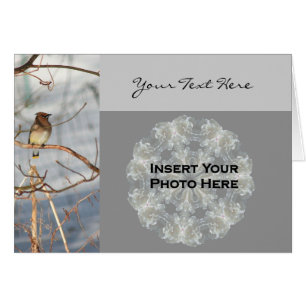 Cedar Waxwing Bird in Winter Photo Card Hälsningskort
