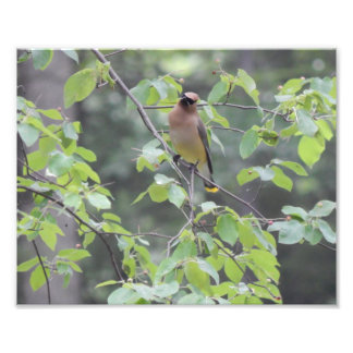 Cedar Waxwing Bird Photo Fototryck