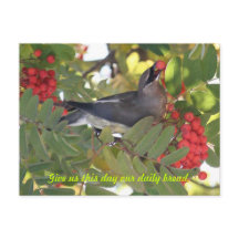Cedar Waxwing - Daily Bread - Postcard