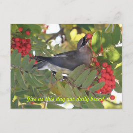 Cedar Waxwing - Daily Bread - Postcard Vykort