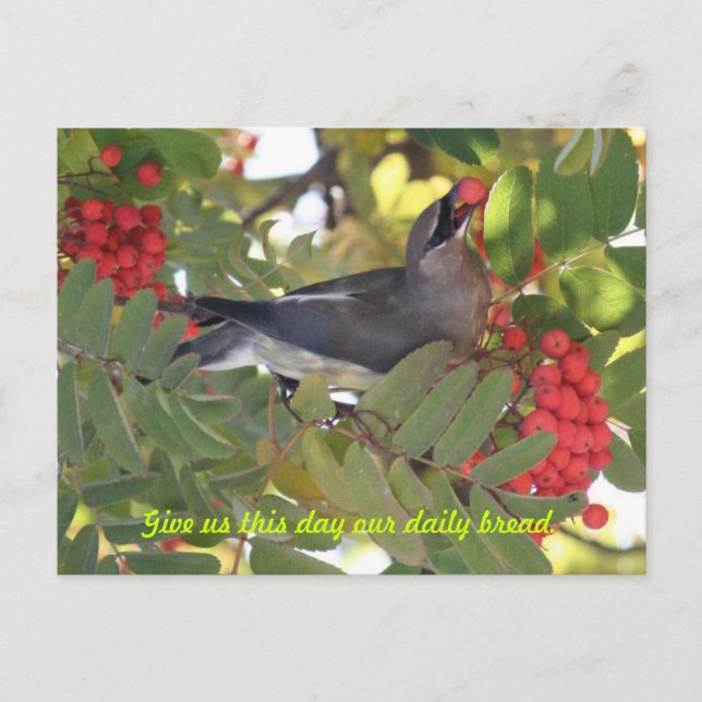 Cedar Waxwing - Daily Bread - Postcard Vykort (Framsida)