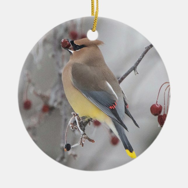 Cedar Waxwing Eating Berries Ornament (Framsidan)
