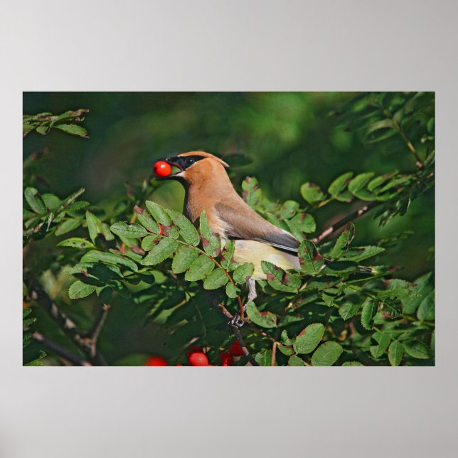 Cedar Waxwing Eating Mountain Ash Berry Poster (Framsidan)