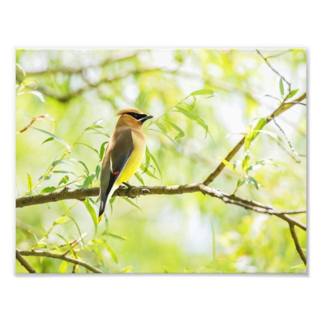 Cedar Waxwing Fototryck (Framsidan)