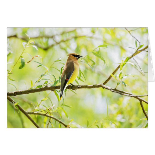 Cedar Waxwing Hälsningskort (Framsidan Horizontal)
