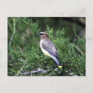 Cedar Waxwing i Träd med Berries Vykort