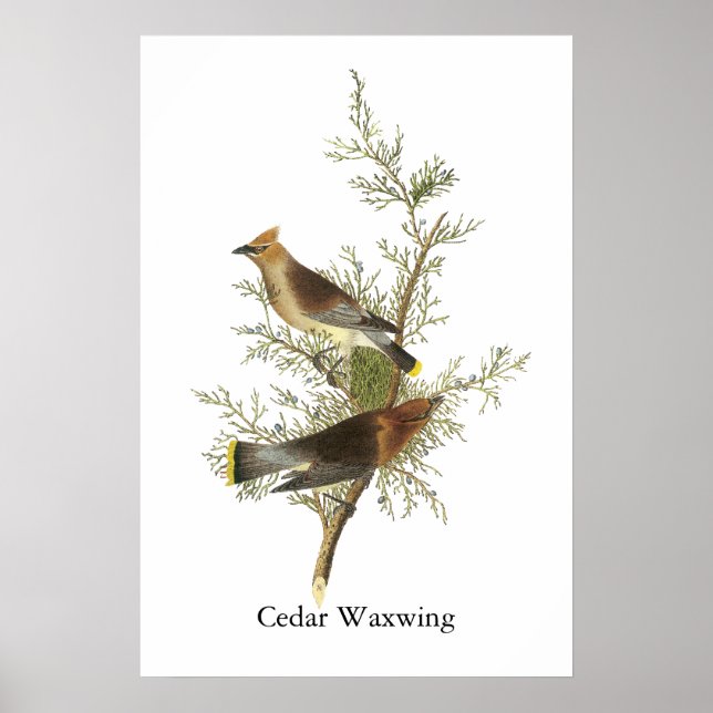 Cedar Waxwing, John Audubon Poster (Framsidan)