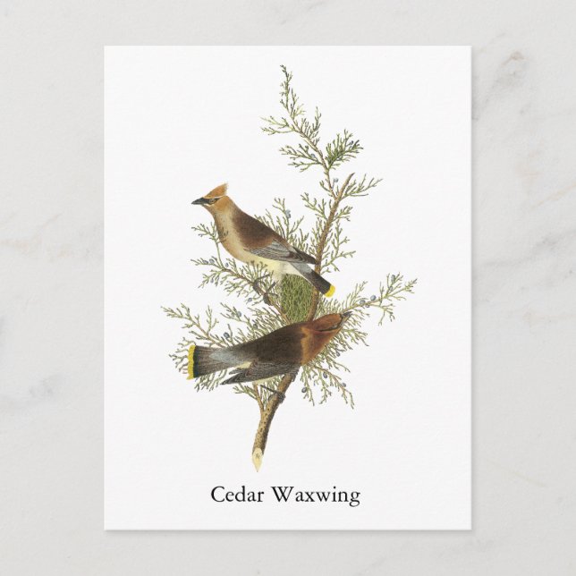 Cedar Waxwing, John Audubon Vykort (Framsida)