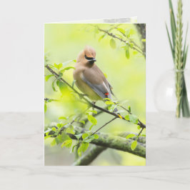 Cedar Waxwing Kort