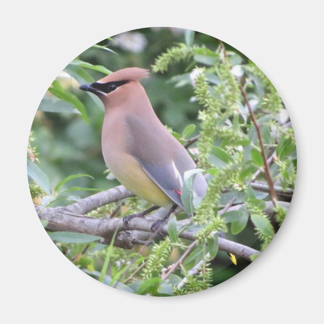 Cedar Waxwing Magnet (Framsidan)
