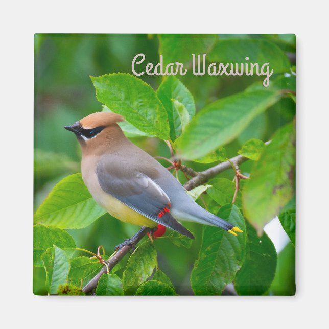 Cedar Waxwing Magnet (Framsidan)