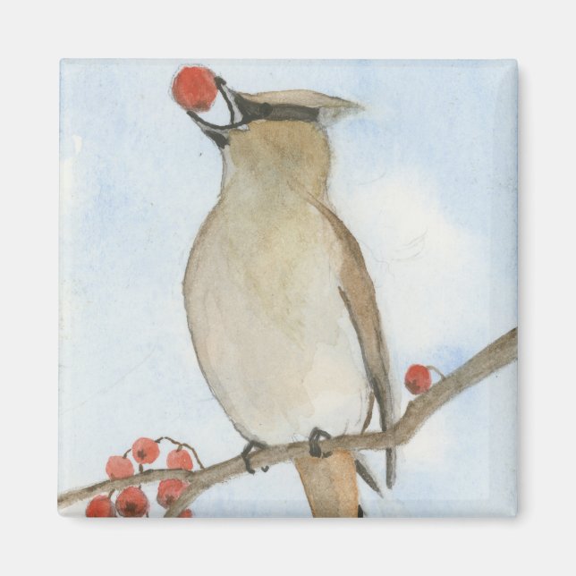 Cedar Waxwing Magnet (Framsidan)