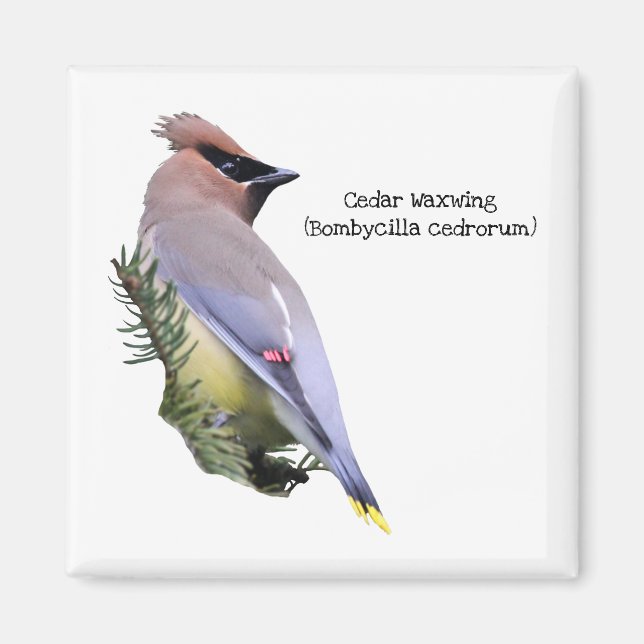 Cedar Waxwing Magnet (Framsidan)