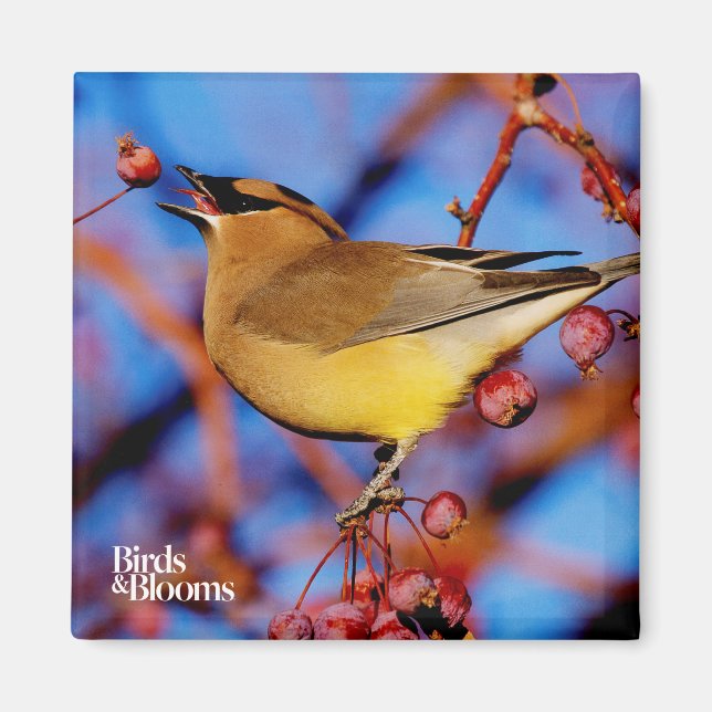 Cedar Waxwing Magnet (Framsidan)