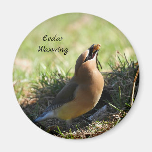 Cedar Waxwing Magnet