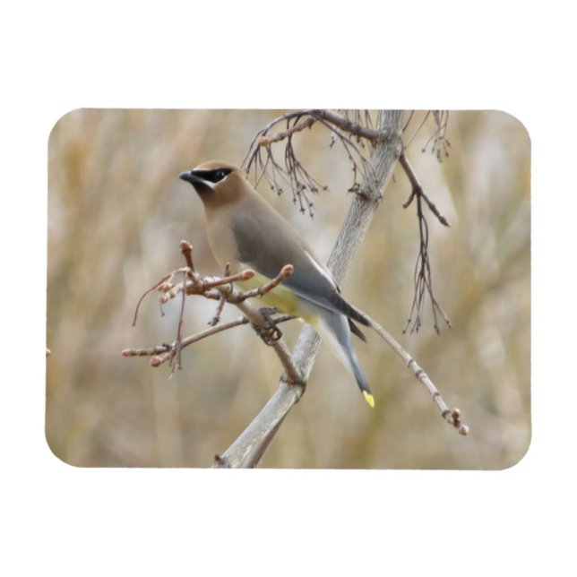 Cedar Waxwing Magnet (Horisontell)