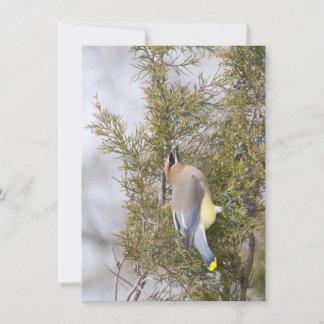 Cedar Waxwing med Bry Note Card Tack Kort