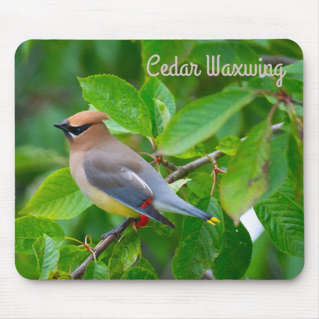 Cedar Waxwing Musmatta (Framsidan)