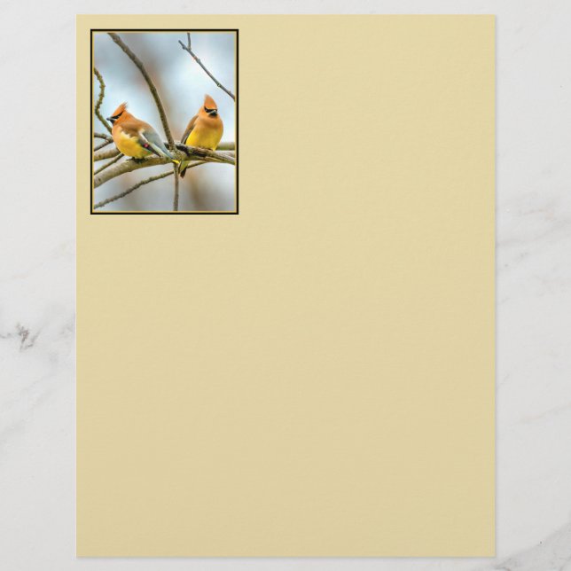 Cedar Waxwing - Originalfoto (Framsida)