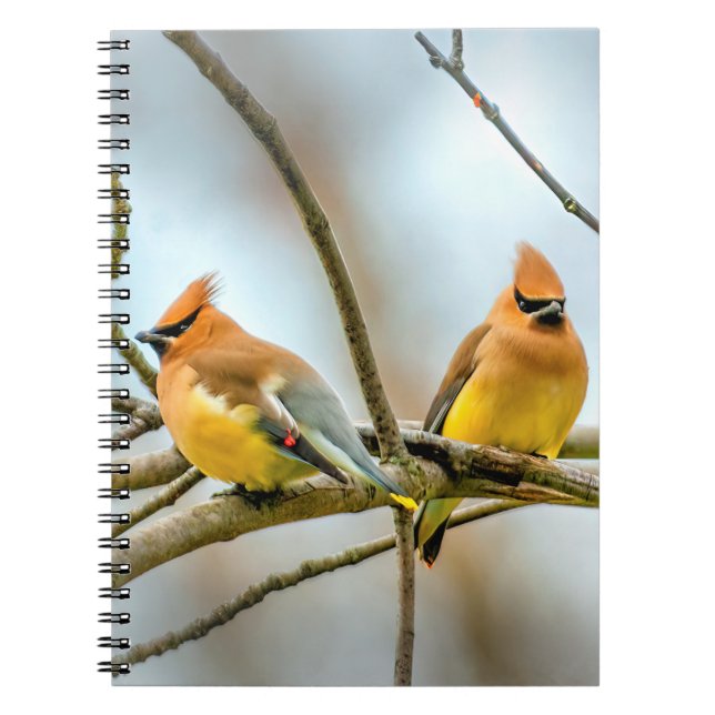 Cedar Waxwing - Originalfoto Anteckningsbok (Framsidan)