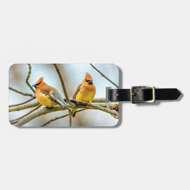 Cedar Waxwing - Originalfoto Bagagebricka (Horisontell Framsida)