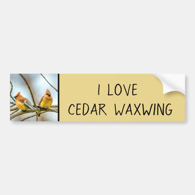 Cedar Waxwing - Originalfoto Bildekal (Framsidan)