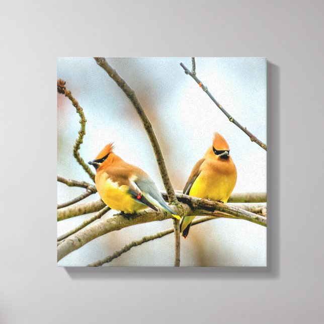 Cedar Waxwing - Originalfoto Canvastryck (Framsida)
